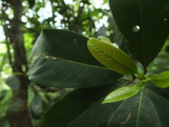 Cryptocarya wightiana