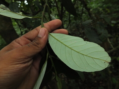 Cryptocarya wightiana