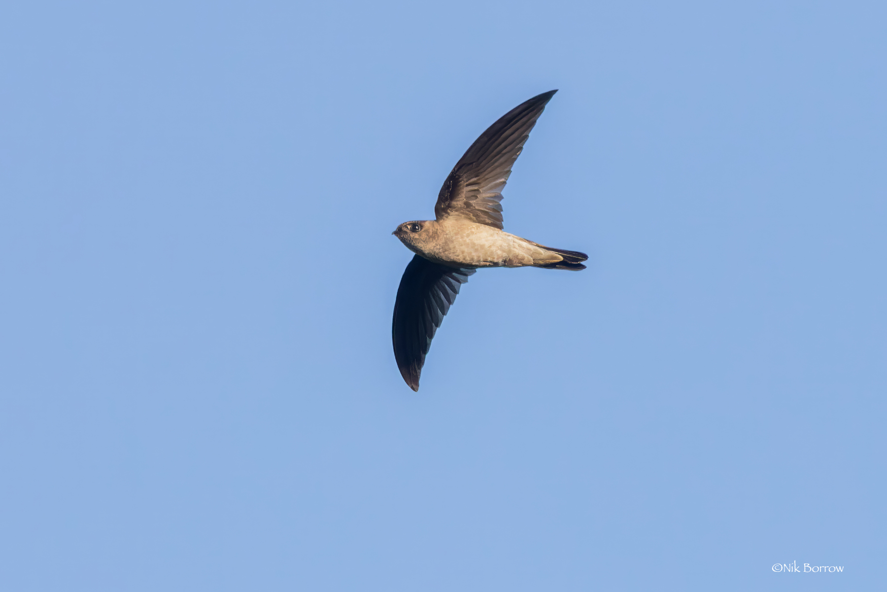 Halmahera Swiftlet illustration