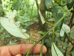 Cryptocarya wightiana