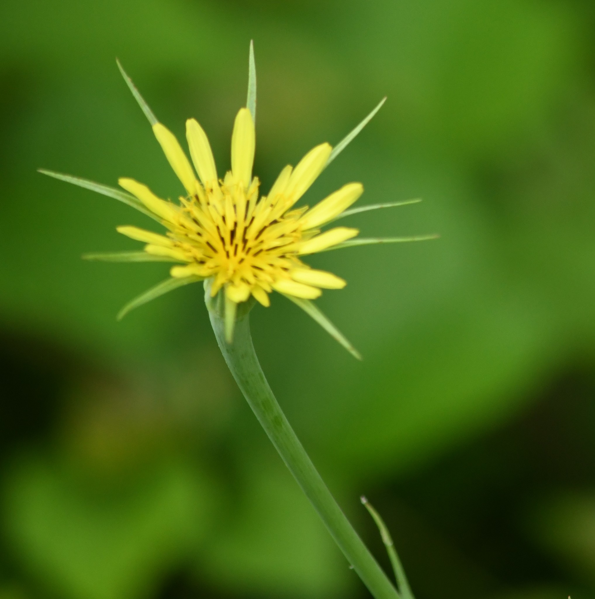 Tragopogon dubius
