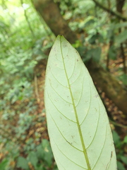 Cryptocarya wightiana