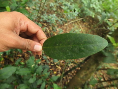 Cryptocarya wightiana