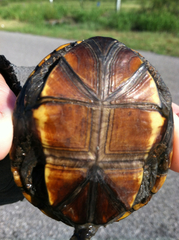 Kinosternon flavescens