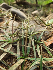 Cryptocoryne retrospiralis