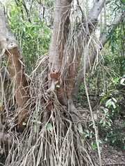 Bravaisia integerrima