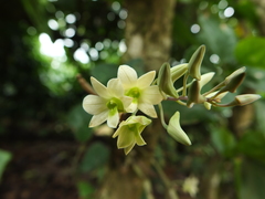 Dendrobium ovatum