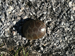 Kinosternon flavescens