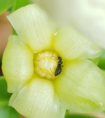 Technomyrmex difficilis