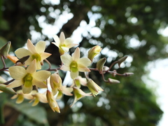 Dendrobium ovatum