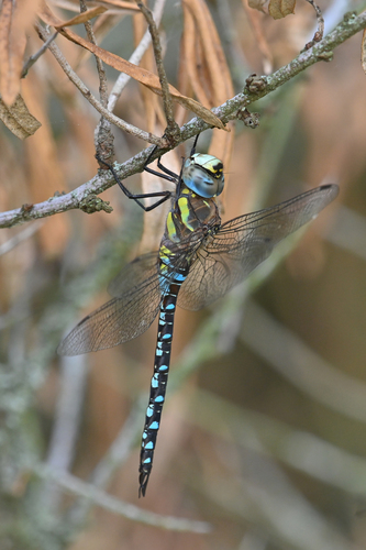 Migrant Hawker, photo 3 of 10