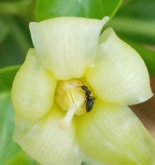 Technomyrmex difficilis