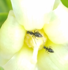 Technomyrmex difficilis