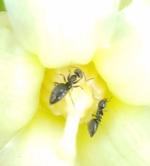 Technomyrmex difficilis