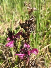 Pedicularis sudetica interior