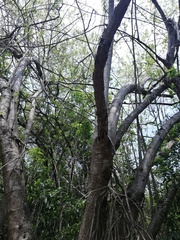 Bravaisia integerrima