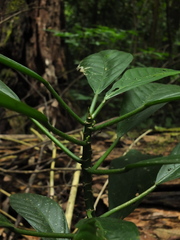 Dendrocnide sinuata