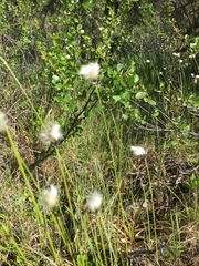 Eriophorum brachyantherum