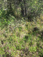 Eriophorum brachyantherum