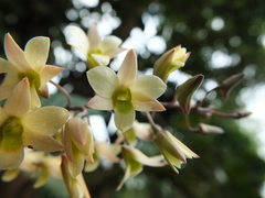 Dendrobium ovatum