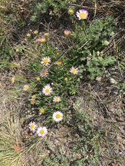 Aster alpinus vierhapperi