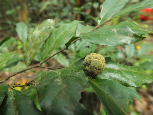 Dichapetalum gelonioides