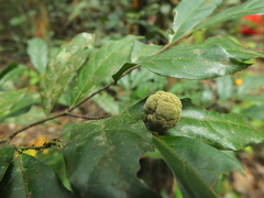 Dichapetalum gelonioides