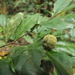 Dichapetalum gelonioides - Photo (c) Siddarth Machado,  זכויות יוצרים חלקיות (CC BY-NC), uploaded by Siddarth Machado