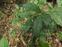 Dichapetalum gelonioides
