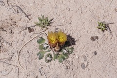 Sclerocactus whipplei
