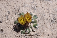 Sclerocactus whipplei