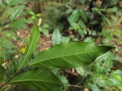 Dichapetalum gelonioides