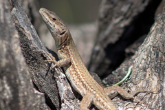 Podarcis liolepis