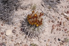 Sclerocactus whipplei