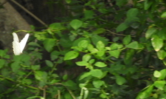 Morpho polyphemus polyphemus