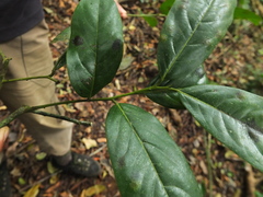 Diospyros paniculata