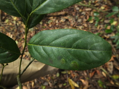 Diospyros paniculata