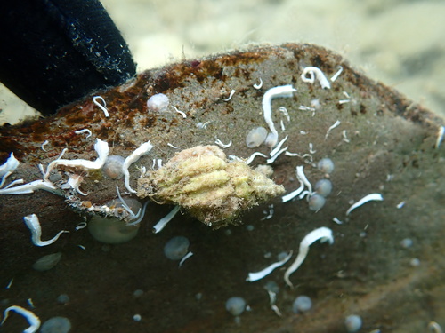 European Sting Winkle, North Atlantic Ocean, IE, photo 9 of 10