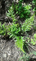 Asplenium adiantum-nigrum