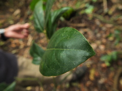 Diospyros paniculata
