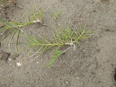 Distichlis spicata spicata