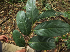 Diospyros paniculata