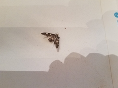 Desmia funeralis