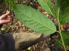 Diospyros paniculata