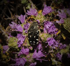 Heterocnemis graeca