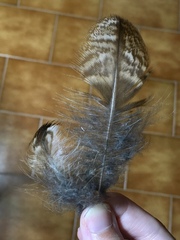 Strix aluco sylvatica