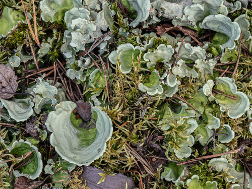 Arctic Kidney Lichen
