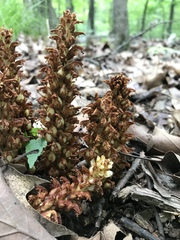 Conopholis americana