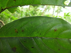 Diospyros paniculata