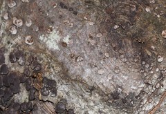 Jackrogersella cohaerens